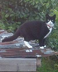 topsy - cat on a tin roof