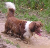 puddle dog